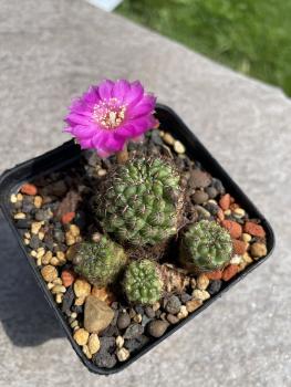 Sulcorebutia mojocoensis